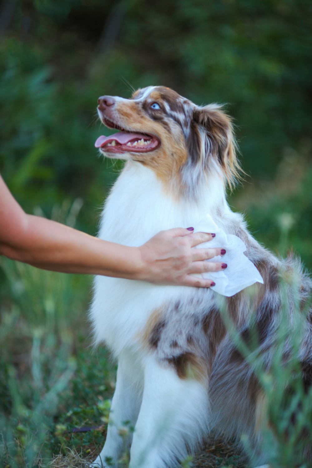 Earthbath Grooming Cleans & Conditions Green Tea & Awapuhi Plant-Based Wipes