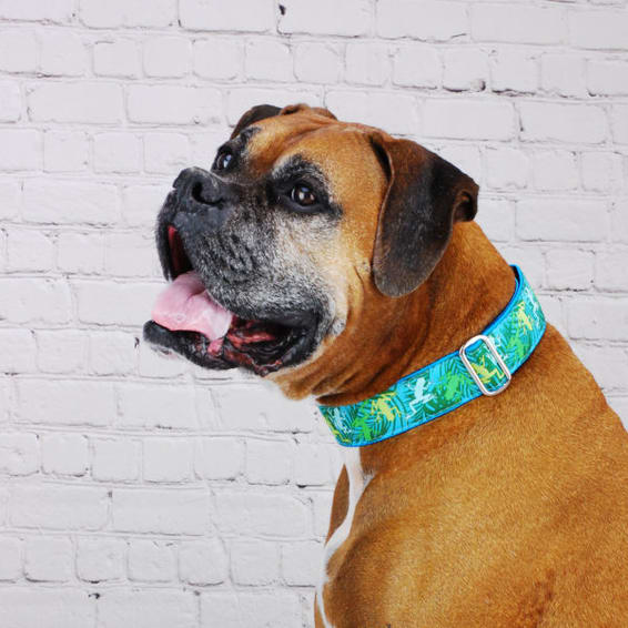 Coqui Surf – Exclusive Martingale Dog Collar