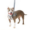 Reflective Black Freedom No-Pull Dog Harness