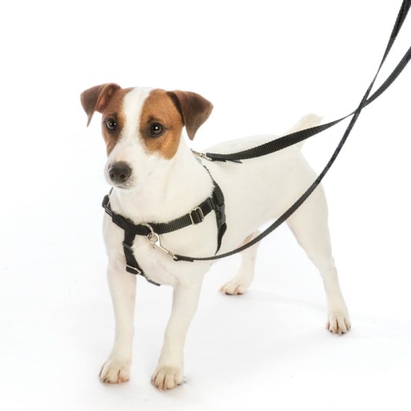 Holiday Graffiti Freedom No-Pull Dog Harness – EarthStyle