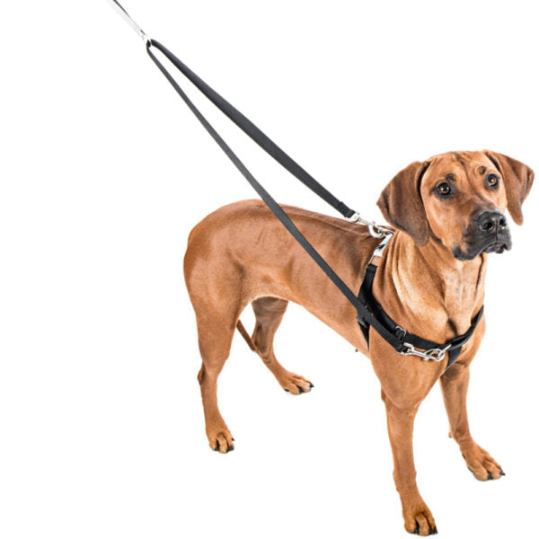 Silver Freedom No-Pull Dog Harness